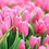 Amrith_Sudarshan