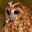 Obfuscated_Owl