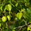 TheManchineel